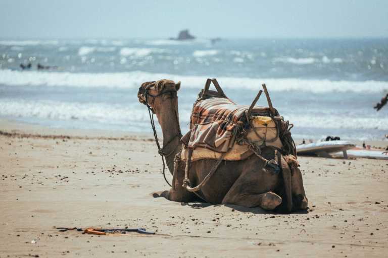 Morocco - 🏖️ Agadir Getaway: Sun, Surf & Hidden Gems of Morocco - JoinMyTrip
