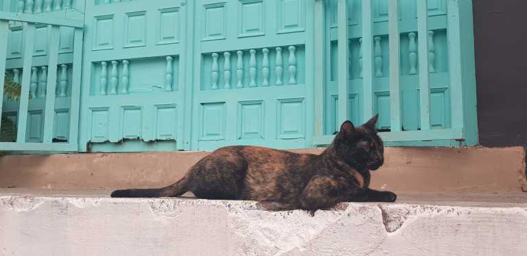 Carlos Rodriguez - 3