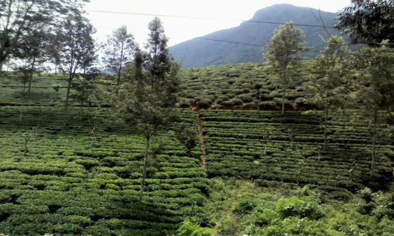 Sri (kanthi) Sujeeva Pieris - 29