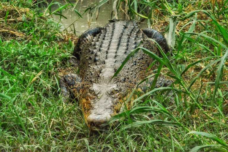 Md Ronibul Haque - 1