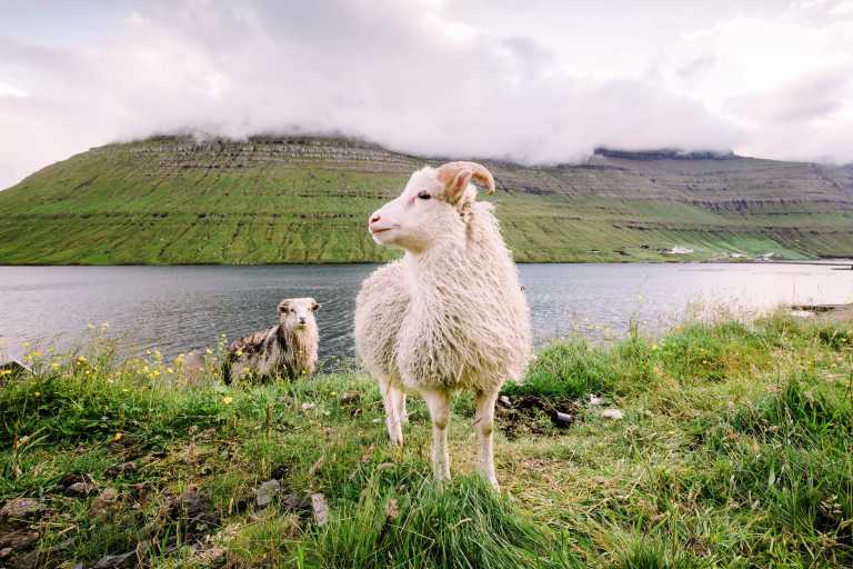 Faroe Islands - Faroe Islands: Embark on an Adventure through Nature's Paradise! - JoinMyTrip