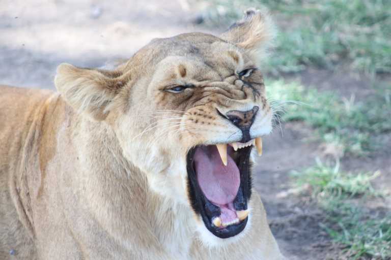 Tanzania - 3 Day Tanzania Safari to Tarangire and Ngorongoro Crater - Beautiful Landscapes, Wildlife and Maasai tribe! - JoinMyTrip