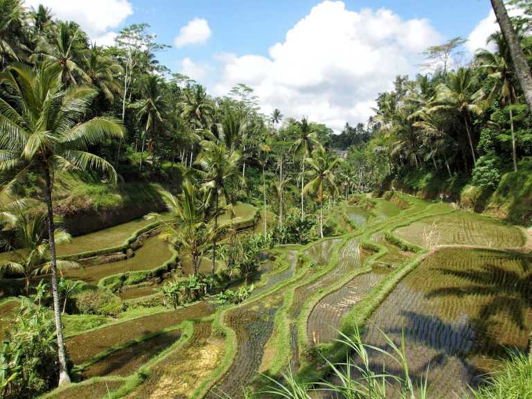 Indonesia - Ubud - Co-working in Bali: live in a Villa with Private Pool in Ubud City Center. Enjoy incredible activities in the weekend! - 4