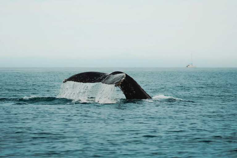 Mexico - Magdalena Bay - Baja Whale Watching & Catamaran Adventure 🇲🇽 | All-Inclusive Sailing from Magdalena Bay to La Paz - 1