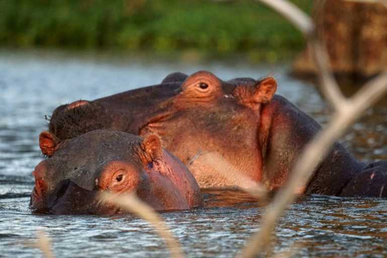 Kenya - Lake Naivasha - Epic Budget Safari: Amboseli, Hell’s Gate, Lake Naivasha, Nairobi National Park - 1