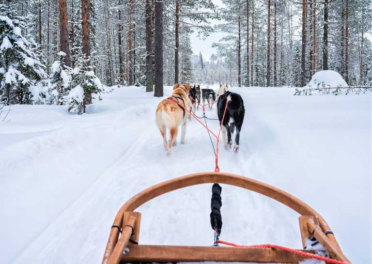 Schweden - Weekend Winter Experience Trip: Dog Sledding, Snowmobiling, and Norden Lights (All included) - JoinMyTrip