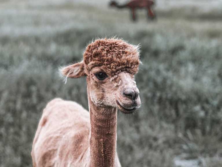 Österreich - Explore Vienna on the Weekend and meet Alpacas 🦙 - JoinMyTrip