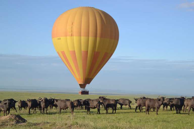 Kenya - Maasai Mara National Reserve - Kenyan Wonders Safari: All inclusive Maasai Mara, Lake Nakuru, Amboseli and Nairobi Adventure - 1