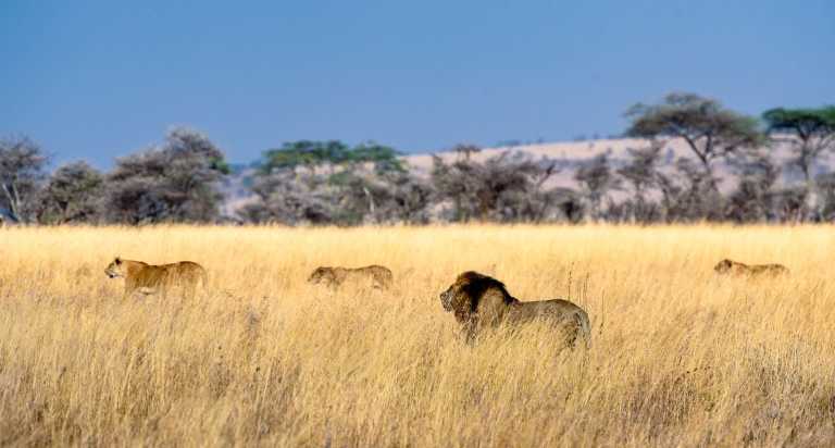 Tanzania - Serengeti National Park - Join to One of The Best African Safari Trips in Tanzania - 1