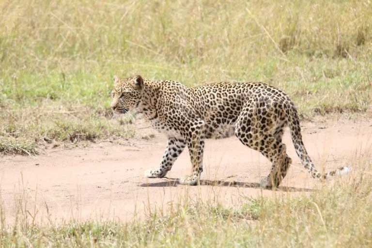 Tanzania - Serengeti National Park - 5 Days Tanzania Safari to Lake Manyara, Serengeti and Ngorongoro Crater
