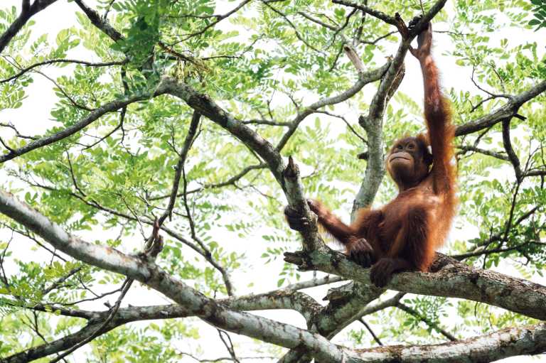 Indonesia - Orangutan Encounter and  Dayak Culture Immersion in Indonesia - JoinMyTrip