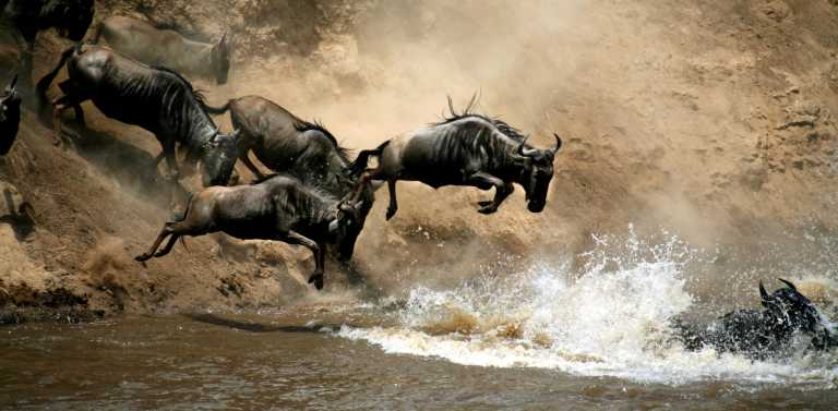 Kenya - Maasai Mara National Reserve - 🌍 Wild Wonders of Kenya | All-Inclusive Raw Nature Jeep Safari 🐘🦁🌅 - 1