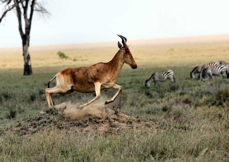 Tanzania - Tarangire National Park - 5 Days Tanzania Safari to Tarangire, Serengeti and Ngorongoro Crater