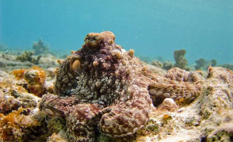 Fiji - Mamanuca Islands - Luxury trip to Fiji 🌺 - Mamanuca islands, boat trips, visit villages, scuba diving & more - 1