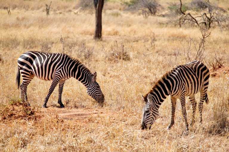 Tanzania - Serengeti National Park - 6 Days Tanzania Safari to Tarangire, Serengeti and Ngorongoro Crater