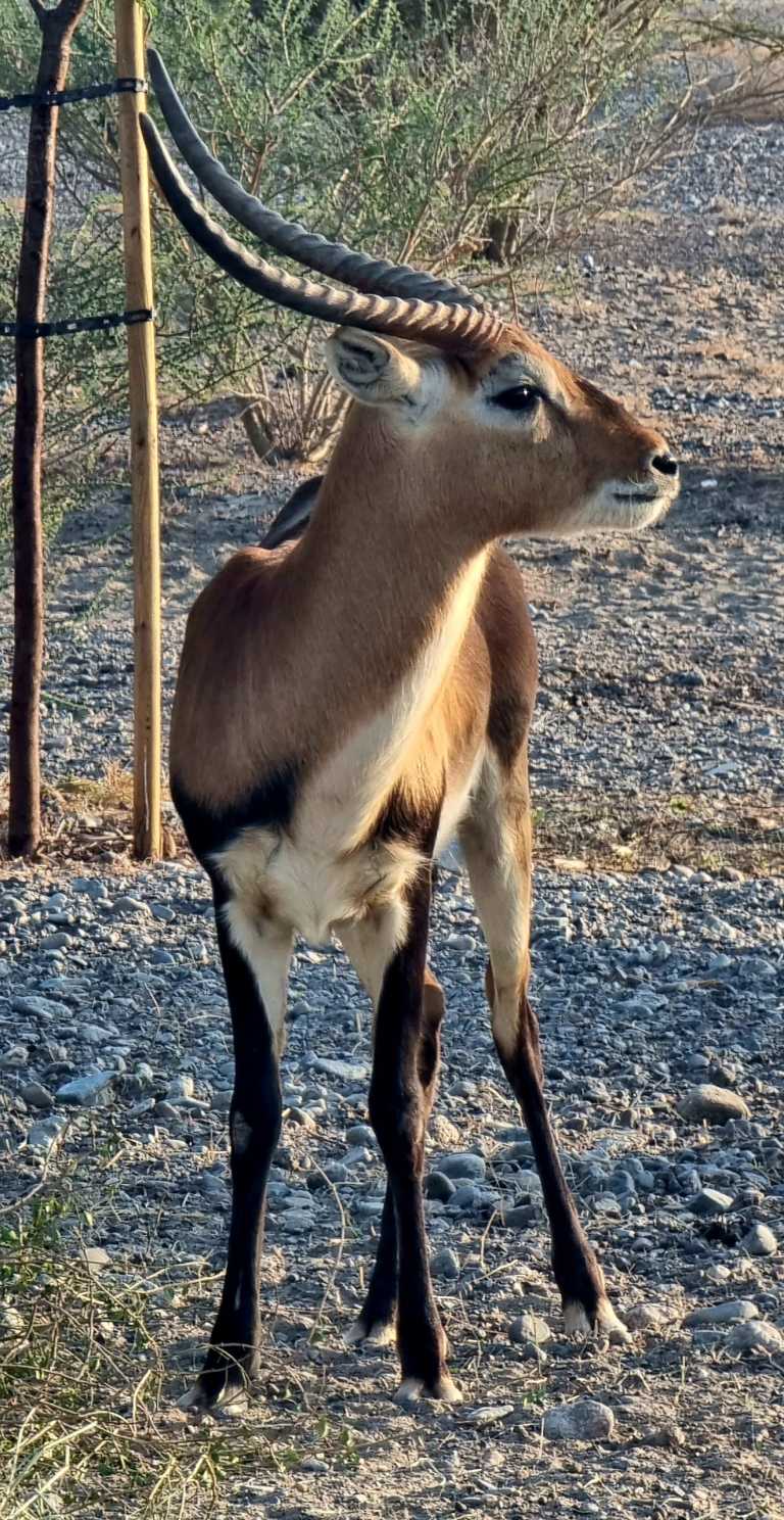 Zeus Azusa Shiraki - 5