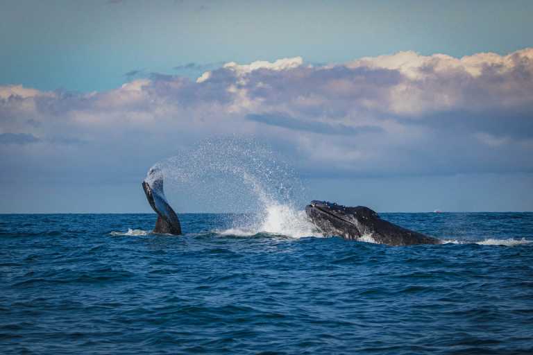 Mexico - Magdalena Bay - Baja Whale Watching & Catamaran Adventure 🇲🇽 | All-Inclusive Sailing from Magdalena Bay to La Paz - 2