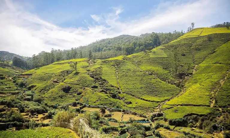 Sri (kanthi) Sujeeva Pieris - 25