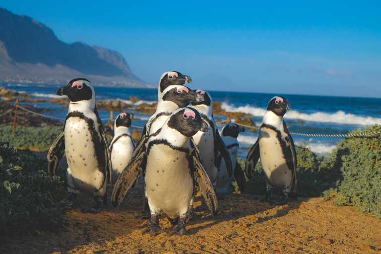 South Africa - Entdecke Südafrika: Das Kap, der Wein, Höhepunkte der Garden Route Januar/Februar 2027 - JoinMyTrip