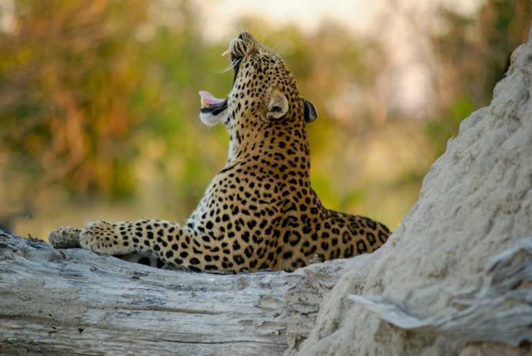 Sub-Saharan Africa - Unveiling Okavango Delta and Beyond: A Captivating Botswana Adventure in Sub-Saharan Africa - JoinMyTrip