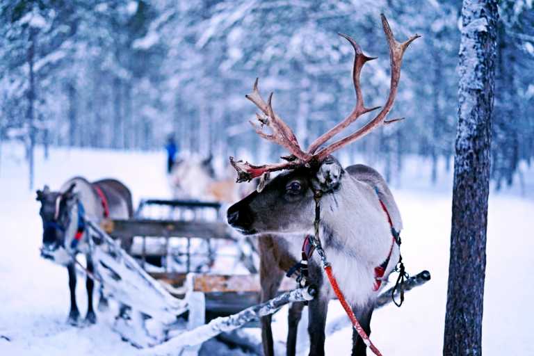 Finnland - Winter Adventure in Finland❄️ Northern Light, Reindeer & Dog Sledding, Ice Floating, Icebreaker Cruise, and Santa Claus Village☃️ - JoinMyTrip