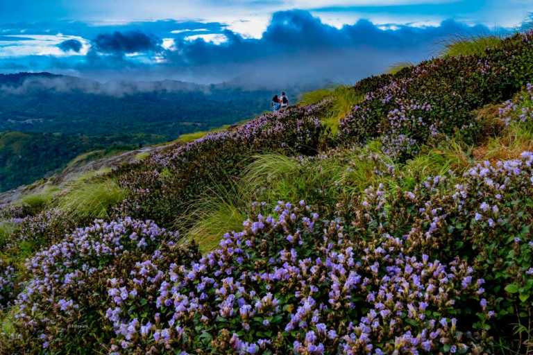 Indien - Explore the Enchanting Beauty of Munnar, India: A Journey into Nature's Wonders - JoinMyTrip