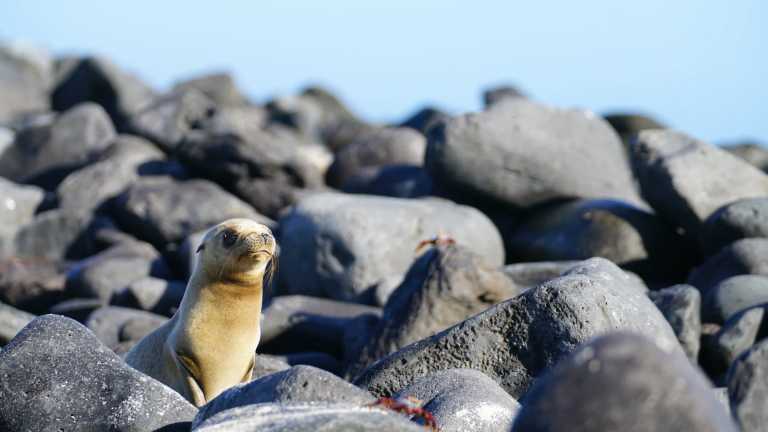 Ecuador - 5 Days Galapagos Adventure - JoinMyTrip