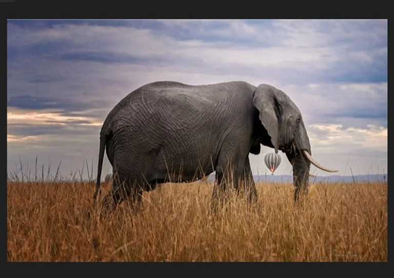 Kenya - Magical Adventure to Kenya's Masai Mara Lodge & Lake Naivasha - Midrange Budget - JoinMyTrip