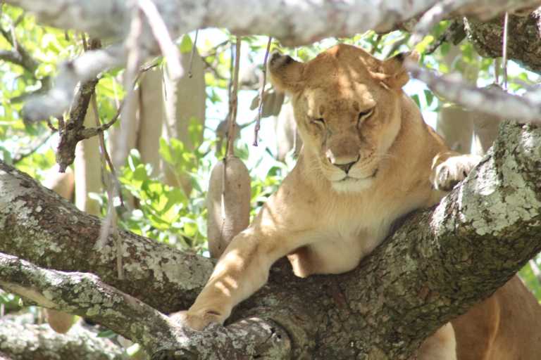 Tanzania - Tanzania Safari to Tarangire, Serengeti and Ngorongoro Crater - JoinMyTrip