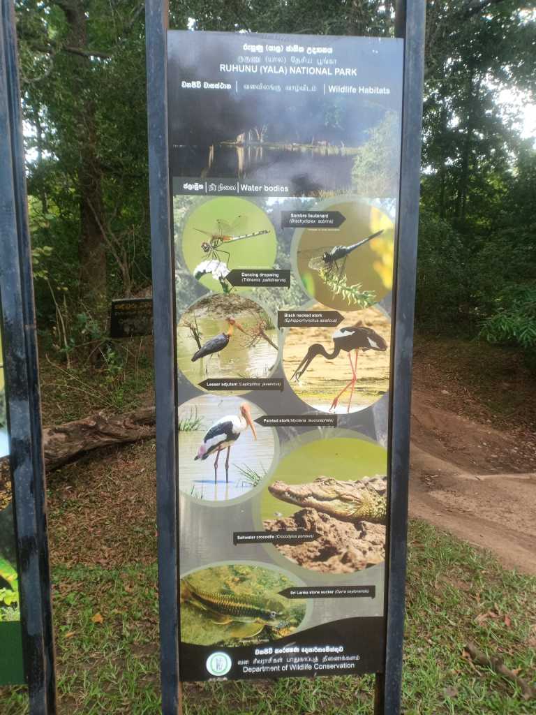 Shehan koshila kannangara - 6