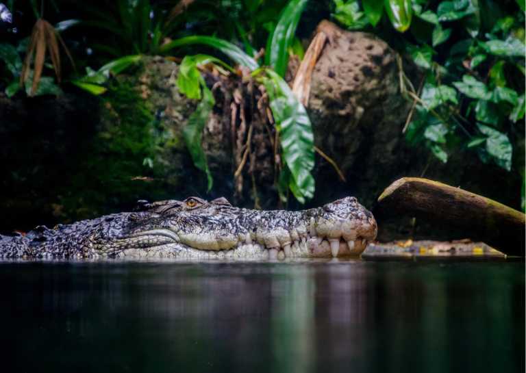 Bangladesch - Hatiber - Explore the Crocodile Farm and Silver Castle Resort in Mymensingh, Bangladesh