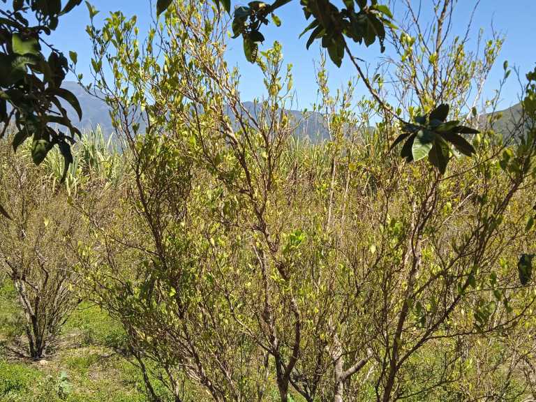 Marzio Giacomini - 3