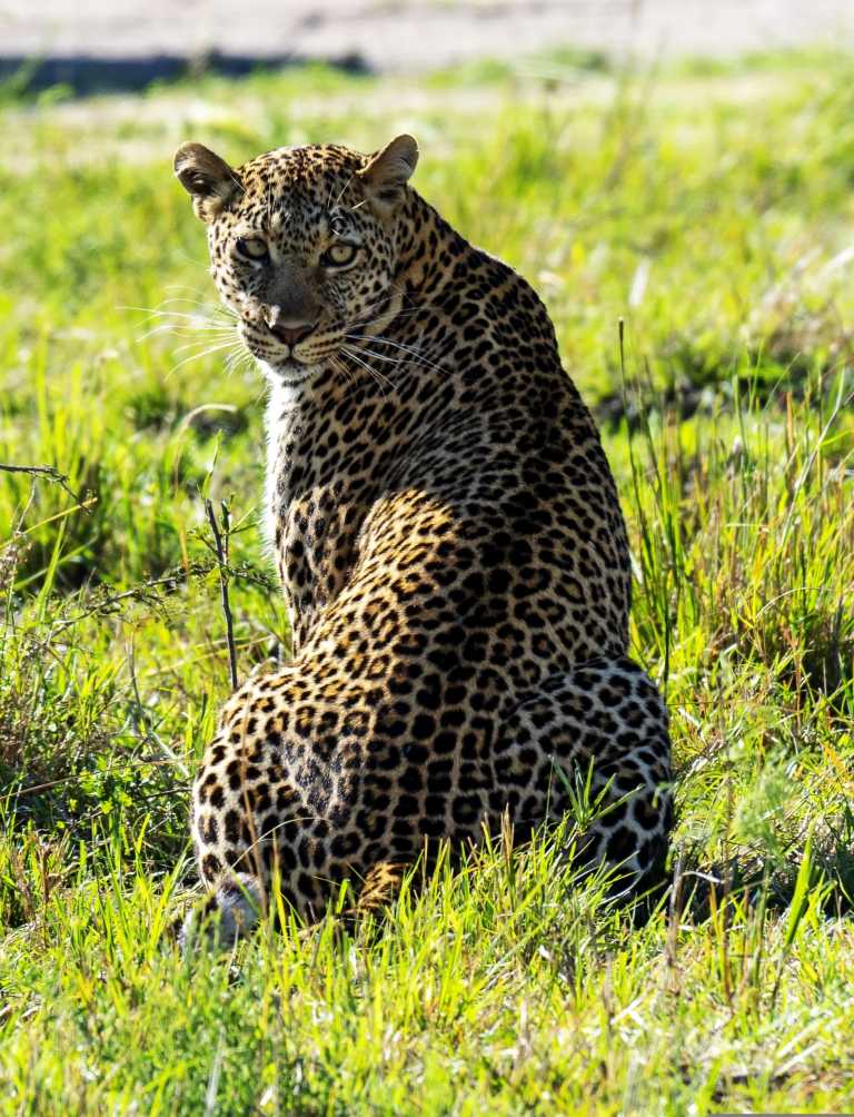 Eastern Africa - Masai Mara National Reserve - 🌍 KENYA & ZANZIBAR through Safari and Paradise beaches - 2