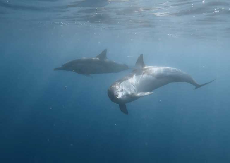Südafrika - Mdumbi - 🇿🇦 South African Sardine Run Expedition - 1 Week INSIDE a Nature Documentary 🐬 - 2