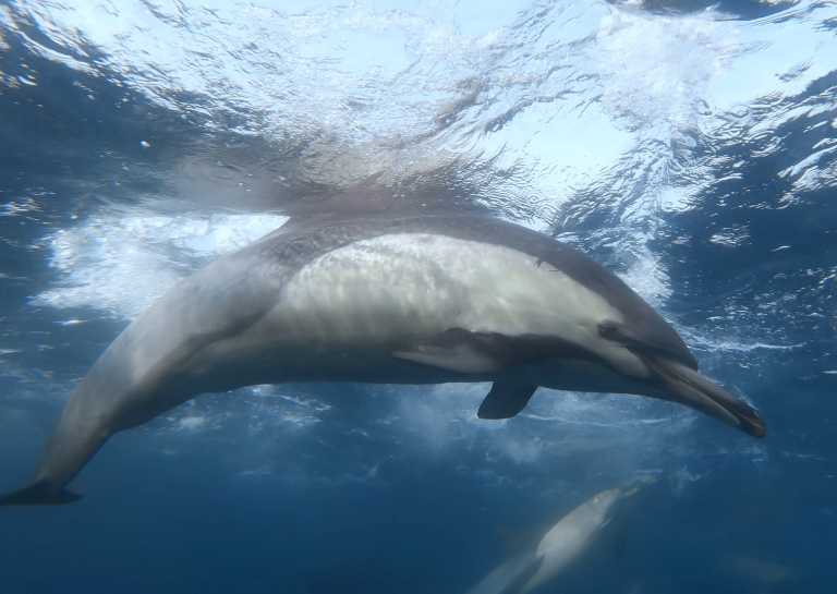 Südafrika - Mdumbi - 🇿🇦 South African Sardine Run Expedition - 1 Week INSIDE a Nature Documentary 🐬 - 4