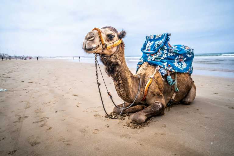 Morocco - Agadir - 🏖️ Agadir Getaway: Sun, Surf & Hidden Gems of Morocco - 2