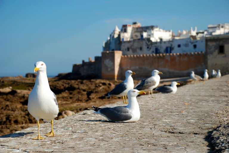 Morocco - Sqala du Port d'Essaouira - Exploring Essaouira, Morocco: Explore Hidden Gems from the Coastal of Essaouira - 2