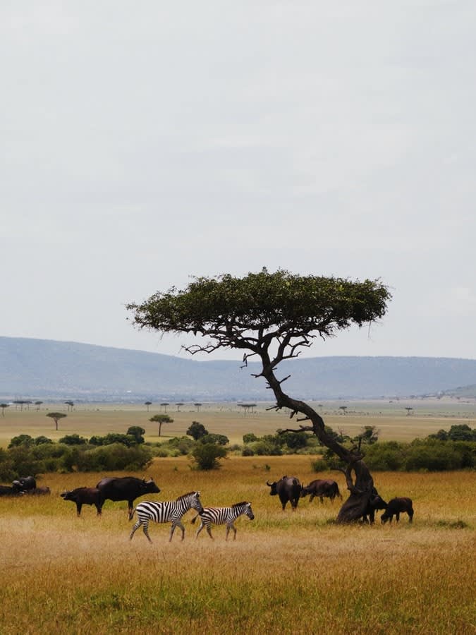 safari kenia oktober