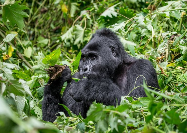 8Day Wildlife Sighting Trip to Uganda with Gorilla Trekking Travel