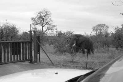 South Africa - Tsendze Rustic Camp - Wilderness Expedition: Discovering Kruger's Hidden Gems, South Africa Trip! - 2