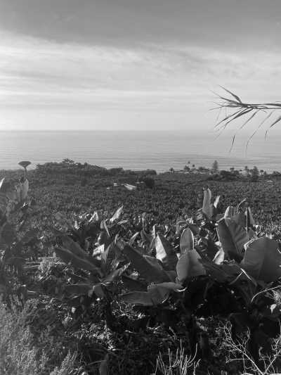 Spain - Puerto de la Cruz - Carnaval & More 🥁🌴  Let's enjoy Tenerife's nature, mountains and beaches during the day, and party at the biggest Carnaval of Europe on various evenings 💃🏽 - 3