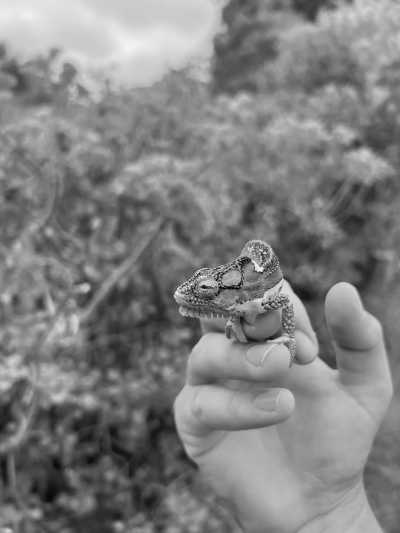 Südafrika - Coldstream - Bucket List Camp South Africa ~ Monique  - 2