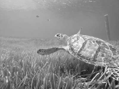 Turks and Caicos Islands - Providenciales - Budget Turks and Caicos Trip - female only!