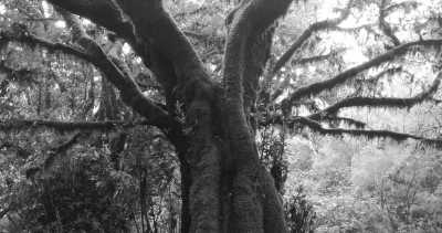 Portugal - Posto Florestal Fanal - 10 days hiking tour on the volcanic Island of Madeira