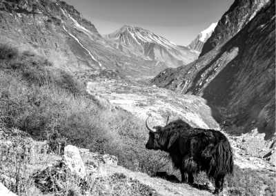 Nepal - Langtang Trek Nepal - Trekking in Nepal for 8 days - JoinMyTrip