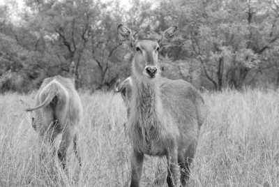 South Africa - Kruger-Nationalpark - Südafrika: Wilde Tiere, der Krüger Nationalpark! - 7