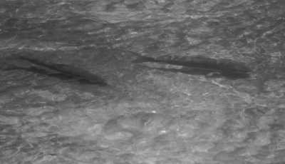 Colombia - Río Claro - Enjoy Medellin "City of Eternal Spring", Colombia ⛰️: Cool off in a clear river,  Immerse yourself in the Colorful Paisa Culture and Delight Yourself with the Best Coffee ☕ and a Crispy Chicharrón 🐽! - 16