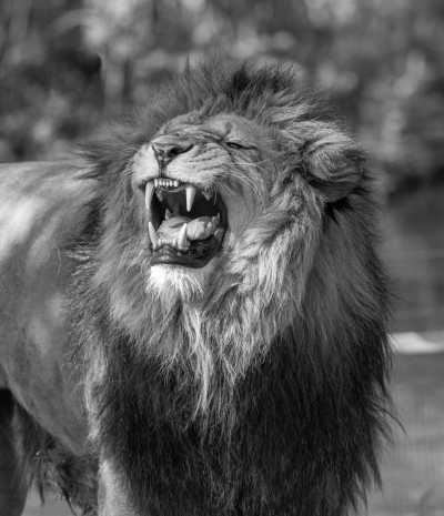 Tanzania - Serengeti National Park - Exploring The Natural Wilds of Tanzania at Serengeti National Park - 4