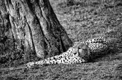 Tanzania - Tarangire-Nationalpark - Discover Tanzania and experience the African safari with a local! - 2