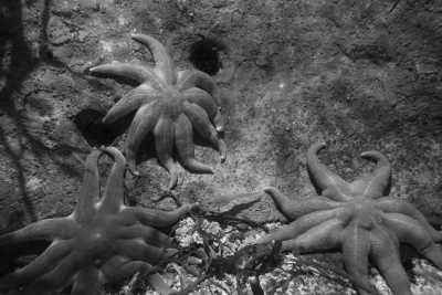 Norwegen - Polaria - Bring 2025 Under the Northern Lights in Tromsø, Norway - 2